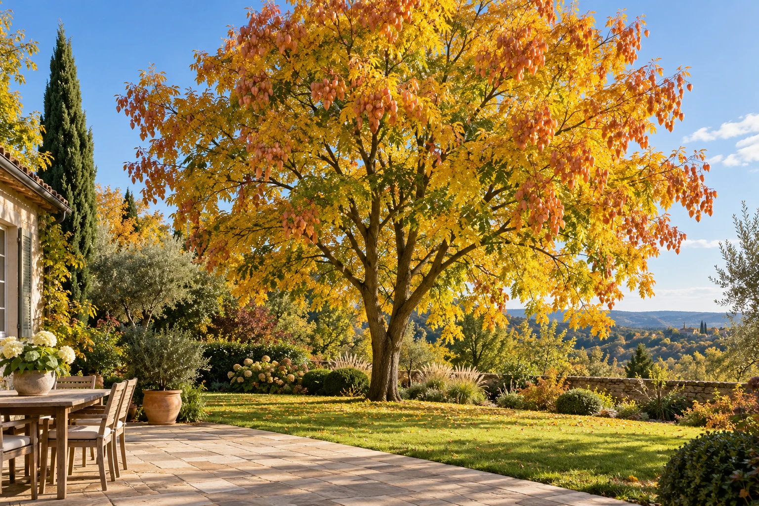 Savonnier : l’arbre, ses inconvénients et comment les limiter